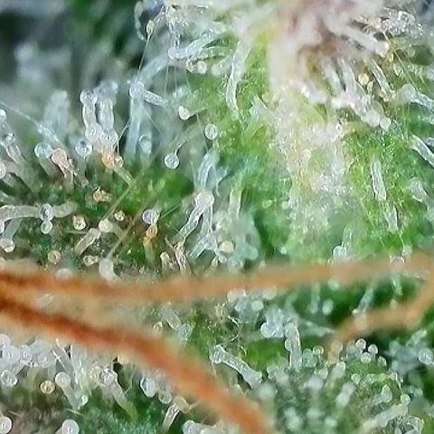 Milky Way F1 Auto growlog timeline photo