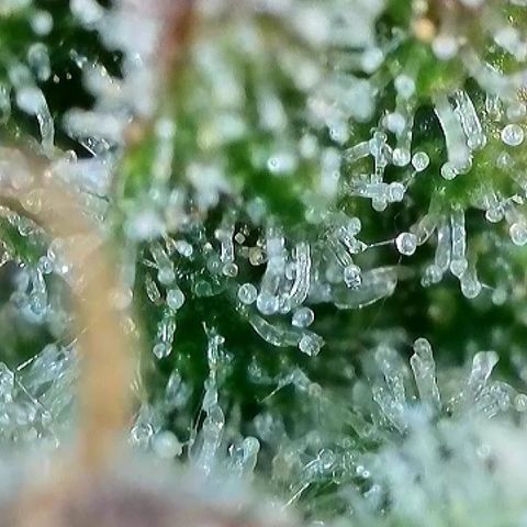 Milky Way F1 Auto growlog timeline photo