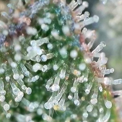 Milky Way F1 Auto growlog timeline photo