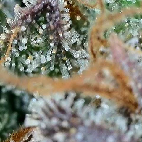 Milky Way F1 Auto growlog timeline photo