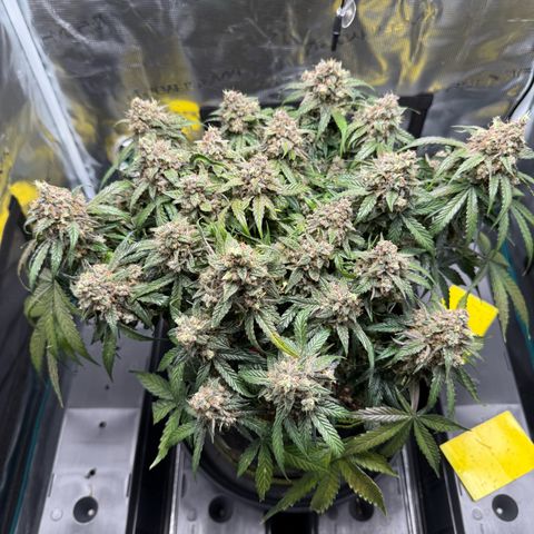 Milky Way F1 Auto growlog timeline photo