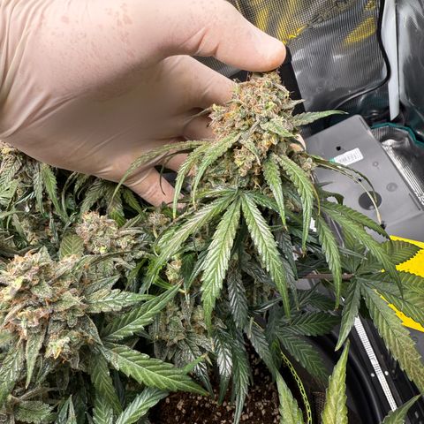 Milky Way F1 Auto growlog timeline photo