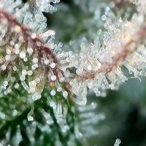 Milky Way F1 Auto growlog timeline photo