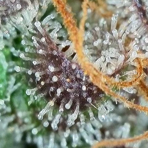 Milky Way F1 Auto growlog timeline photo