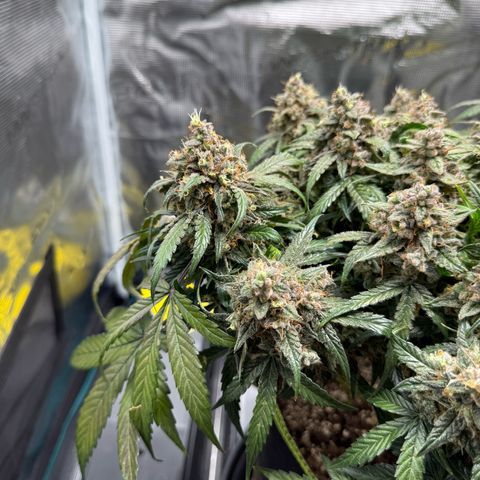 Milky Way F1 Auto growlog timeline photo
