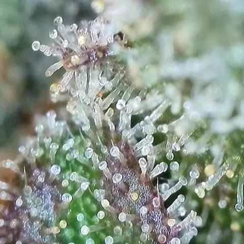 Milky Way F1 Auto growlog timeline photo