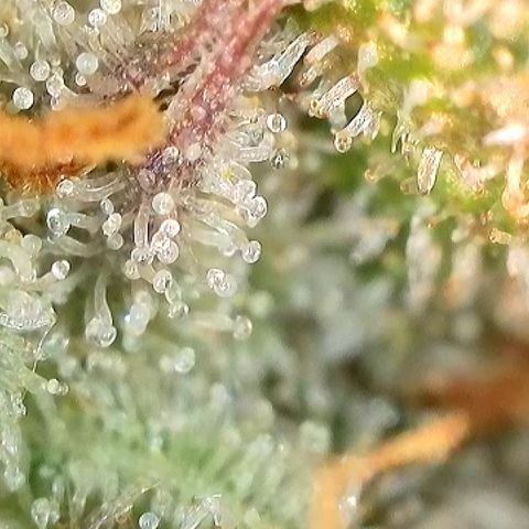 Milky Way F1 Auto growlog timeline photo