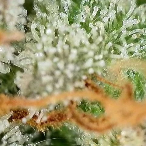 Milky Way F1 Auto growlog timeline photo