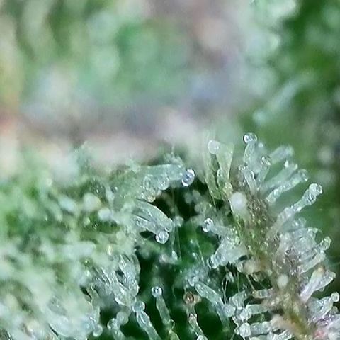 Milky Way F1 Auto growlog timeline photo