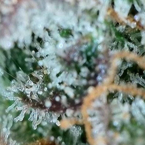 Milky Way F1 Auto growlog timeline photo