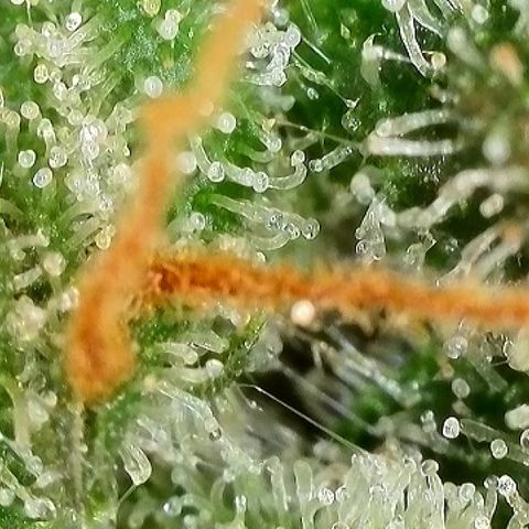 Milky Way F1 Auto growlog timeline photo