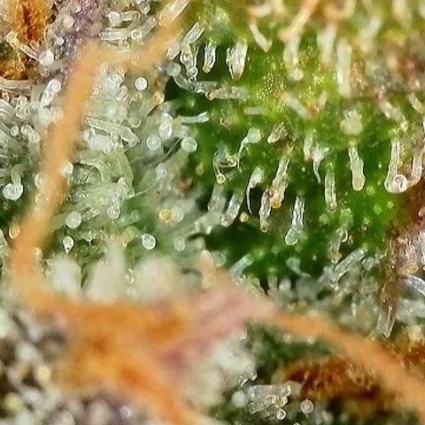 Milky Way F1 Auto growlog timeline photo