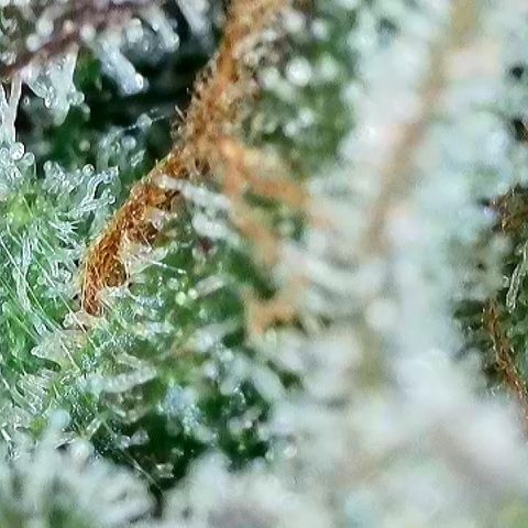 Milky Way F1 Auto growlog timeline photo