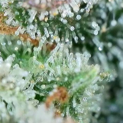 Milky Way F1 Auto growlog timeline photo