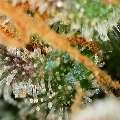 Milky Way F1 Auto growlog timeline photo