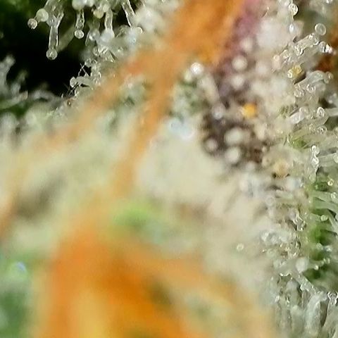 Milky Way F1 Auto growlog timeline photo