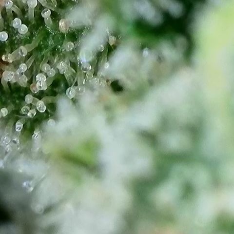 Milky Way F1 Auto growlog timeline photo