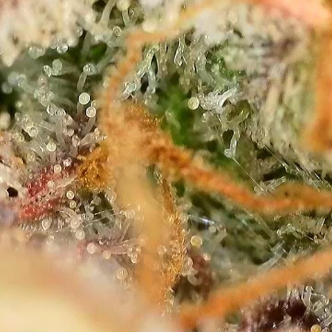 Milky Way F1 Auto growlog timeline photo
