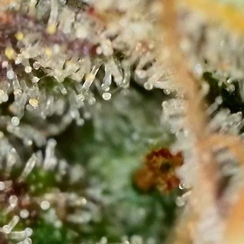 Milky Way F1 Auto growlog timeline photo