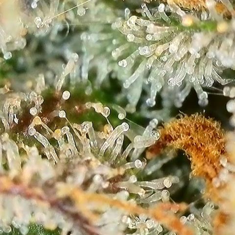 Milky Way F1 Auto growlog timeline photo