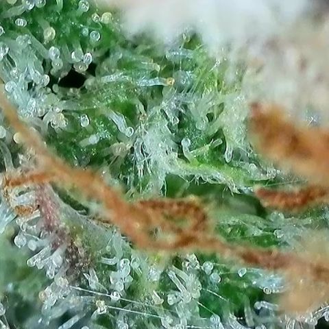 Milky Way F1 Auto growlog timeline photo