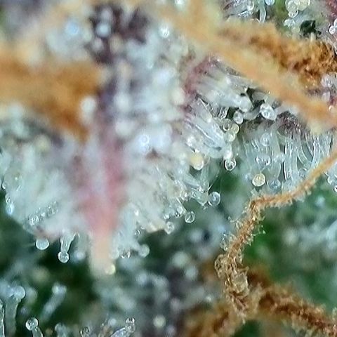 Milky Way F1 Auto growlog timeline photo