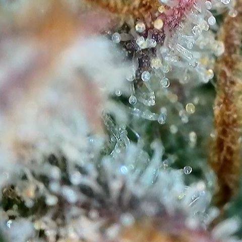 Milky Way F1 Auto growlog timeline photo