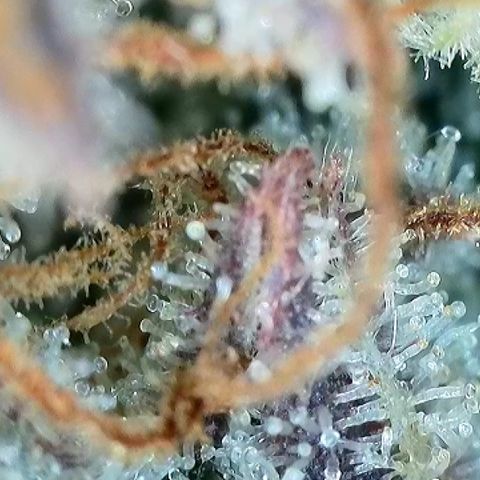 Milky Way F1 Auto growlog timeline photo