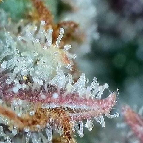 Milky Way F1 Auto growlog timeline photo