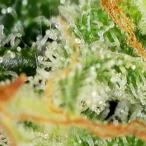 Milky Way F1 Auto growlog timeline photo
