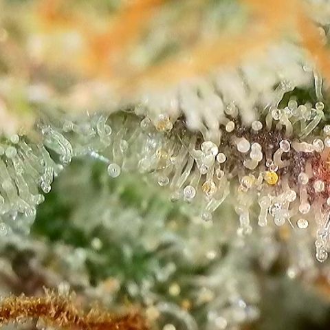 Milky Way F1 Auto growlog timeline photo