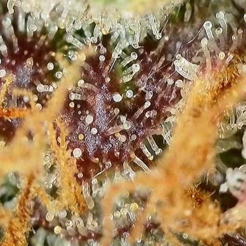 Milky Way F1 Auto growlog timeline photo