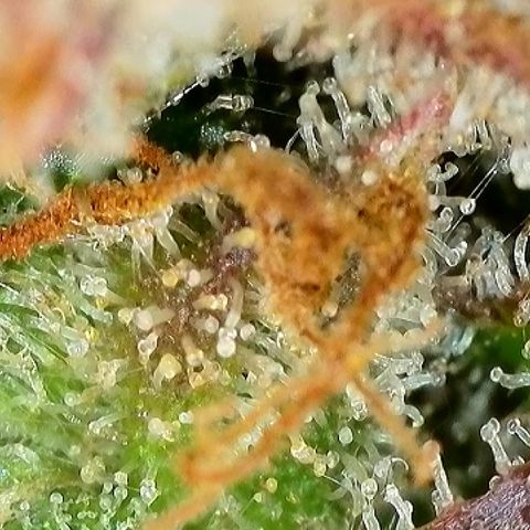 Milky Way F1 Auto growlog timeline photo