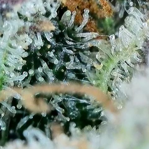 Milky Way F1 Auto growlog timeline photo