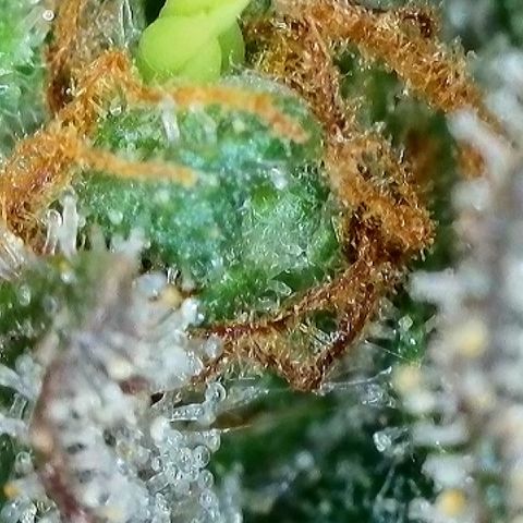 Milky Way F1 Auto growlog timeline photo