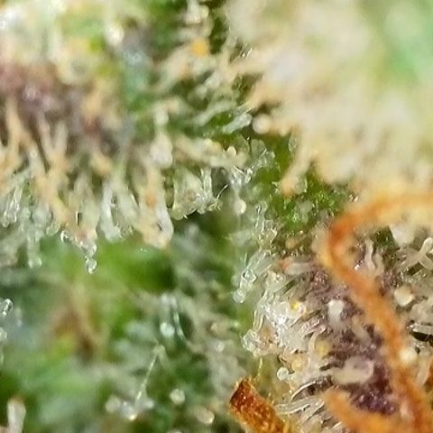 Milky Way F1 Auto growlog timeline photo