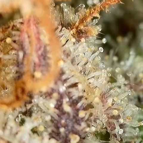 Milky Way F1 Auto growlog timeline photo