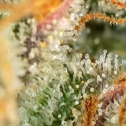 Milky Way F1 Auto growlog timeline photo