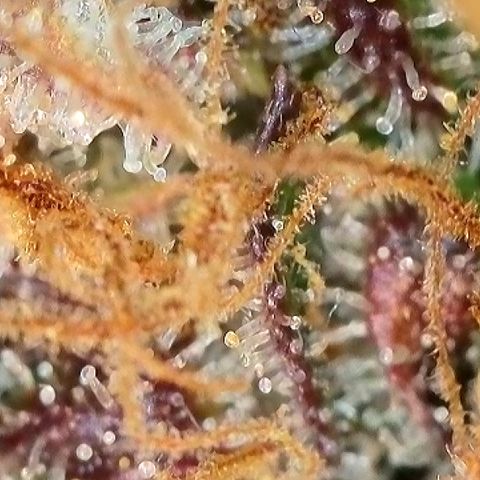 Milky Way F1 Auto growlog timeline photo