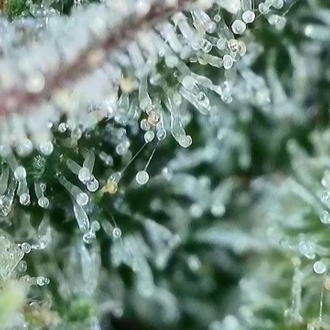 Milky Way F1 Auto growlog timeline photo