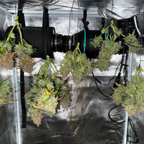Milky Way F1 Auto growlog timeline photo