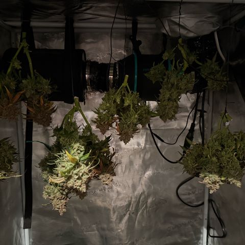 Milky Way F1 Auto growlog timeline photo