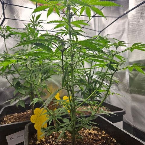 PICATCHU growlog timeline photo