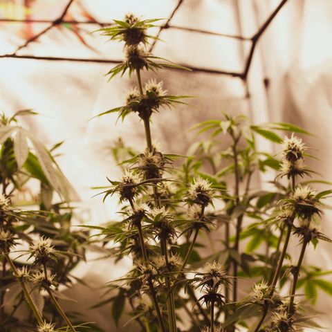 PICATCHU growlog photo: Shooting 