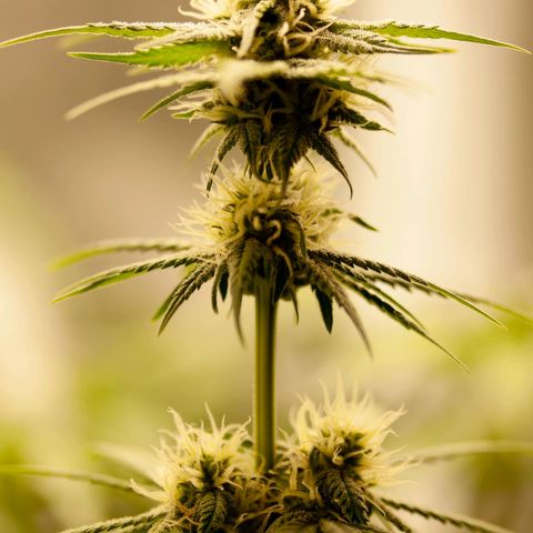 PICATCHU growlog photo: Shooting 