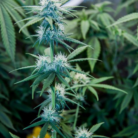 PICATCHU growlog photo: Shooting 