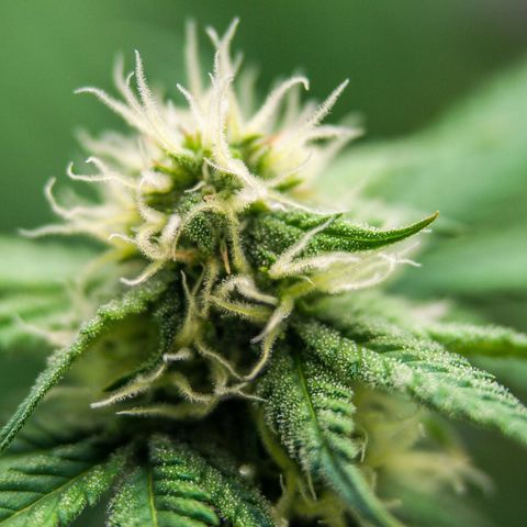 PICATCHU growlog photo: Shooting 