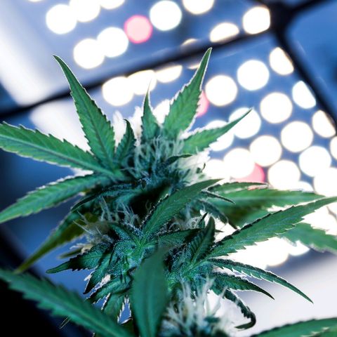 PICATCHU growlog photo: Shooting 