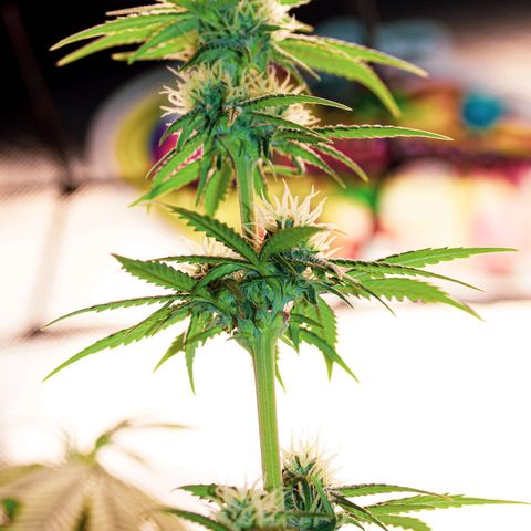 PICATCHU growlog photo: Shooting 
