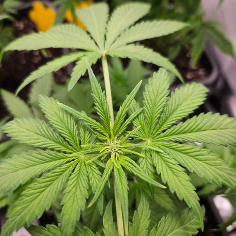 PICATCHU growlog timeline photo